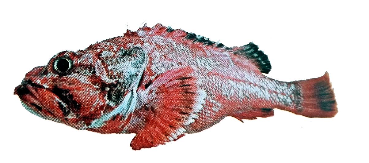 Trachyscorpia cristulata_05.jpg